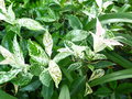vignette Trachelospermum jasminoides 'Tricolor'
