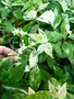 vignette Trachelospermum jasminoides 'Tricolor'