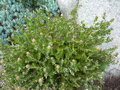 vignette Leucospermum cordifolium 'Caroline'