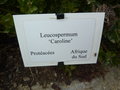 vignette Leucospermum cordifolium 'Caroline'