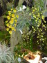 vignette Dendrobium aggregatum