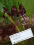 vignette Maxillaria longipes