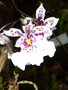 vignette Caucaea phalaenopsis ?