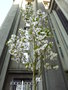 vignette Prunus - Cerisier glise St Louis