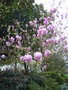 vignette Magnolia x soulangeana 'Rustica Rubra' - Magnolia de Soulange