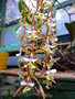 vignette Epidendrum stamfordianum