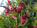vignette Grevillea rosmarinifolia gros plan au 20 01 13