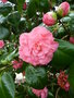 vignette Camellia  japonica