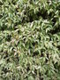 vignette Trachelospermum jasminoides 'Variegata'
