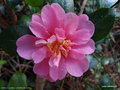vignette Camlia ' Sowa-no-sakae ' camellia hiemalis