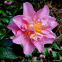 vignette Camlia ' Sowa-no-sakae ' camellia hiemalis
