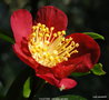 vignette Camlia ' YULETIDE ' camellia vernalis