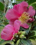vignette Camlia ' PARADISE BELINDA ' camellia sasanqua