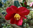 vignette Camlia ' Crimson king ' camellia sasanqua