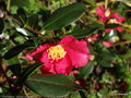 vignette Camlia ' Crimson king ' camellia sasanqua