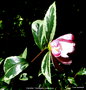 vignette Camlia ' VARIEGATA '  camellia sasanqua