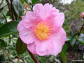 vignette Camlia ' Plantation Pink ' camellia sassanqua