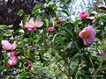 vignette Camlia ' Plantation Pink ' camellia sassanqua