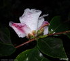 vignette Camlia ' YOIMACHI  ' camellia hybride