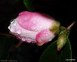 vignette Camlia ' YOIMACHI  ' camellia hybride