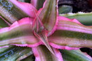 vignette Cryptanthus bivittatus 'Pink Starlite'