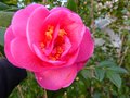 vignette Camellia Williamsii Brigadoon premires fleurs gros plan au 25 01 13