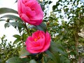 vignette Camellia williamsii Brigadoon premires fleurs au 25 01 13