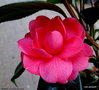 vignette ' RUBENS ' camellia japonica