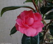 vignette ' RUBENS ' camellia japonica