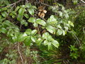 vignette Rubus australis