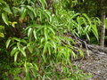 vignette Rubus australis cissoides