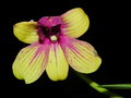 vignette Dendrobium 'Burana gold'