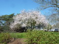 vignette Prunus cerasifera 'Pissardii' - Prunier pourpre