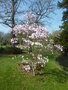 vignette Magnolia stellata 'Keiskei Plena'