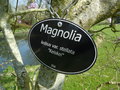 vignette Magnolia stellata 'Keiskei Plena'