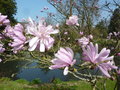vignette Magnolia stellata 'Keiskei Plena'