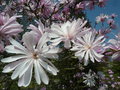 vignette Magnolia stellata 'Keiskei Plena'