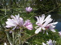 vignette Magnolia stellata 'Keiskei Plena'