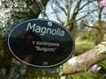vignette Magnolia x soulangeana 'Burgundy'