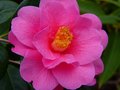 vignette Camellia williamsii gros plan au 29 01 13