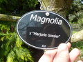vignette Magnolia x 'Marjorie Gossler'