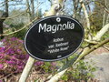vignette Magnolia kobus var. loebneri 'White Rose'