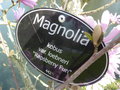 vignette Magnolia kobus var loebneri 'Raspberry Fun'