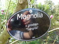 vignette Magnolia x gresham 'Sangrea'