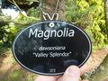 vignette Magnolia dawsoniana 'Valley Splendor'