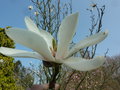 vignette Magnolia sprengeri var elongata