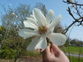 vignette Magnolia sprengeri var elongata