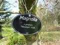 vignette Magnolia x gresham 'Winelight'