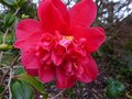 vignette Camellia japonica Mark Alan gros plan1 au 29 01 13