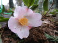 vignette Camellia 'Fairy Blush'
